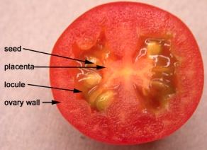 Kern van een tomaat
